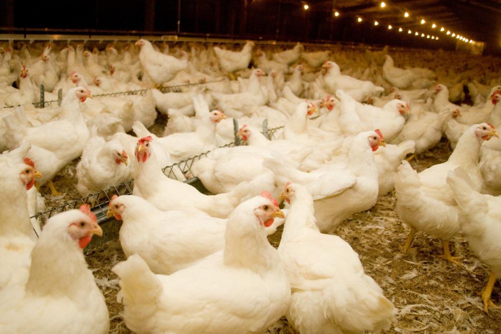Produção avícola: Brasil exporta primeira remessa de genética