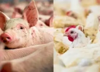 Custos de produção de suínos e aves caem em março, aponta Embrapa