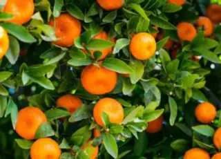 Preços da laranja caem em abril; contratos para 24/25 voltam a se aquecer