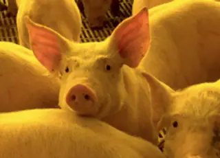 Cinco países abrem mercado para suínos vivos do Brasil