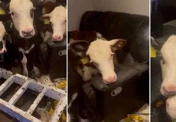 Vacas invadem casa do criador e 'relaxam' no sofá; veja VÍDEO