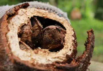Governo apreende 4,75 toneladas de castanha-do-pará