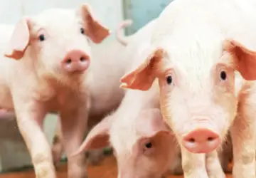 Saliva de suínos ajuda no diagnóstico de doenças infecciosas