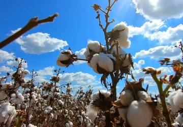 Brasil ultrapassa EUA e se torna maior exportador de algodão do mundo