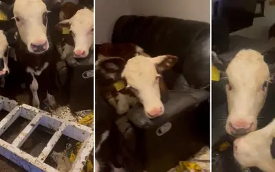 Vacas invadem casa do criador e 'relaxam' no sofá; veja VÍDEO