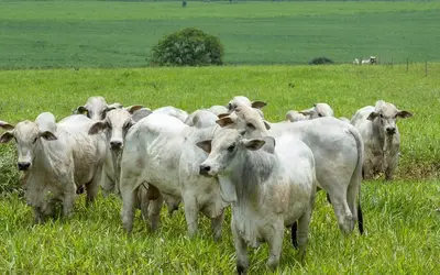 Arroba do boi no Brasil; confira preços e cotações