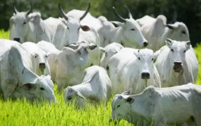 Arroba do boi: escalas de abate começam a se alongar em algumas regiões