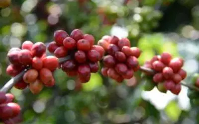 Pesquisa identifica os melhores clones de café para produção