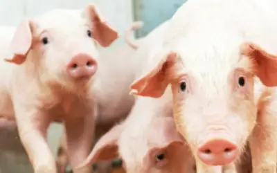 Saliva de suínos ajuda no diagnóstico de doenças infecciosas