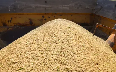 Produção de arroz deve ter prejuízo de R$ 68 milhões com chuvas no RS, diz Datagro