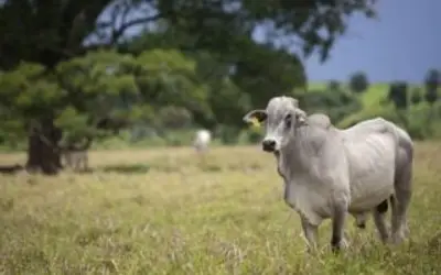 Preços da arroba do boi estão em queda no Brasil? Veja cotações