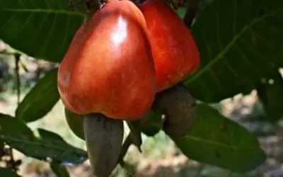Clones de cajueiro-anão impulsionam produção da fruta