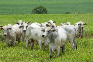 Boi: escalas de abate mais curtas seguem puxando preços