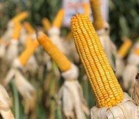 Preço do milho cai no Brasil; confira o cenário