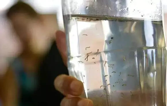 Bairro nobre da Capital está entre três regiões com maior infestação de Aedes