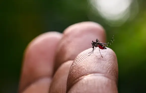 Na contramão do país com 113 mortes por dengue, MS segue com casos suspeitos