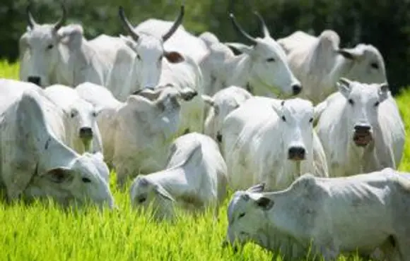 Arroba do boi: escalas de abate começam a se alongar em algumas regiões