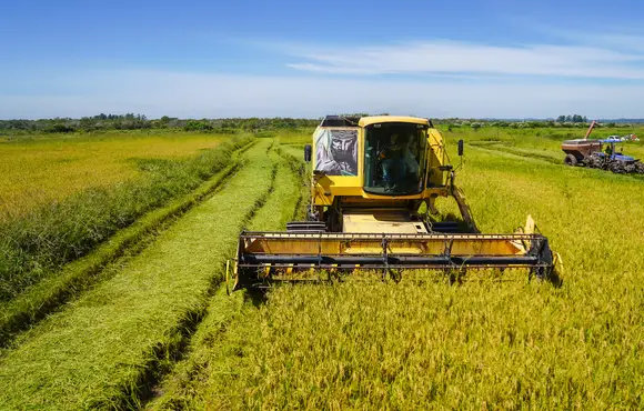 Tragédia no Rio Grande do Sul afeta produções de arroz e soja; entenda a importância do estado no agro