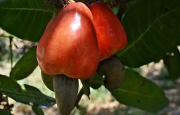 Clones de cajueiro-anão impulsionam produção da fruta