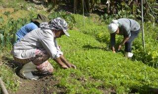 Plano Safra: entidades da agricultura familiar pedem mais investimento e crédito