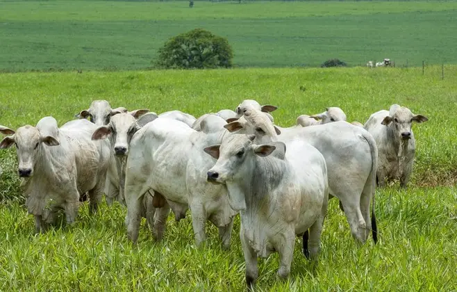 Arroba do boi no Brasil; confira preços e cotações