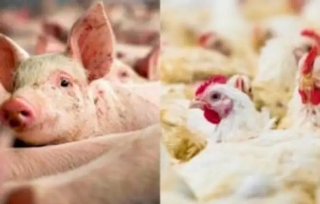Custos de produção de suínos e aves caem em março, aponta Embrapa
