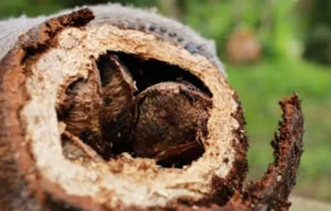 Governo apreende 4,75 toneladas de castanha-do-pará