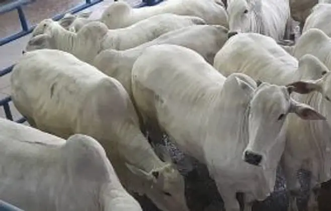 Carnes: abate de bovinos cresce, enquanto de frangos e suínos cai no 1º trimestre de 2024