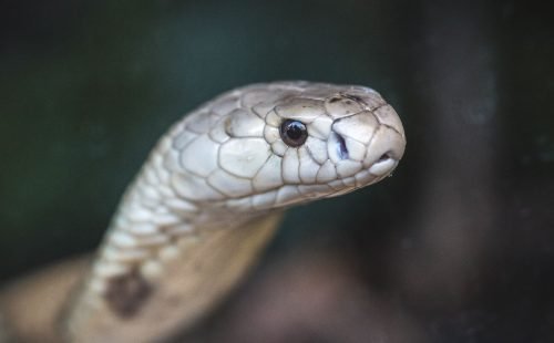 10_07_2020_cobra_naja-2.jpg