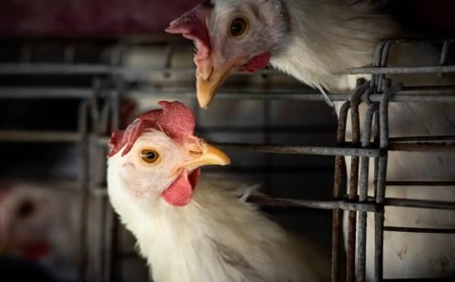 1747809031_2023-03-31t210202z_817621184_rc2lgz9r4ai9_rtrmadp_3_health-birdflu-argentina.jpg