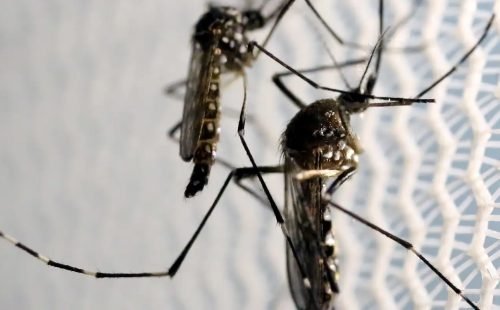 1764182723_mosquitos_aedes_aegypti_dengue.jpg