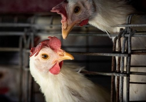 2023-03-31t210202z_817621184_rc2lgz9r4ai9_rtrmadp_3_health-birdflu-argentina.jpg