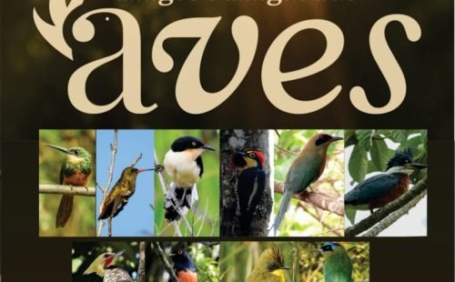Projeto Aves
