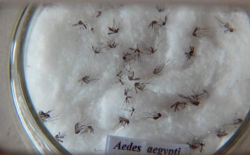 aedes_aegypti.jpg