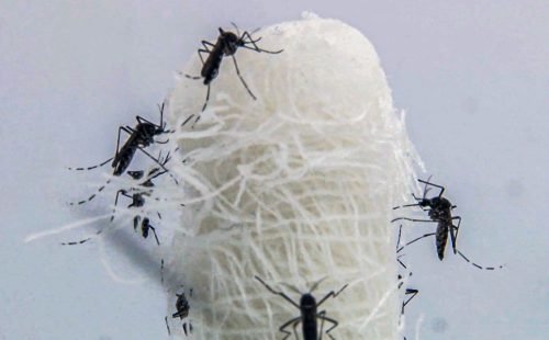 aedes_aegypti_e_o_mosquito_transmissor_do_virus_da_dengue_.jpg