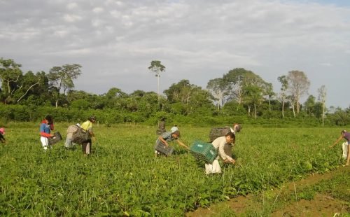 agricultores_familiares_colhem_feijao-caupi_-_emanuel_cavalcante_-_embrapa_amapa.jpg