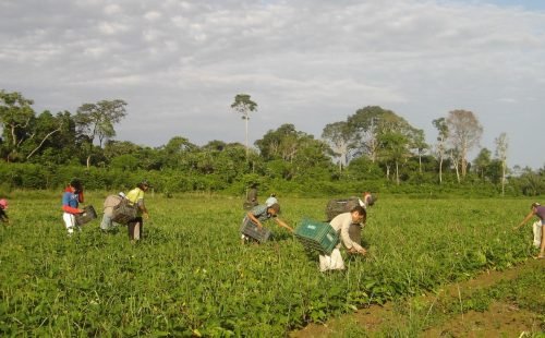 agricultores_familiares_colhem_feijao-caupi_-_emanuel_cavalcante_-_embrapa_amapa.jpg