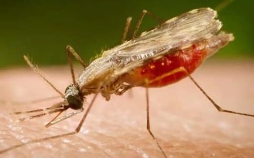 anopheles.portalbiologia.jpg