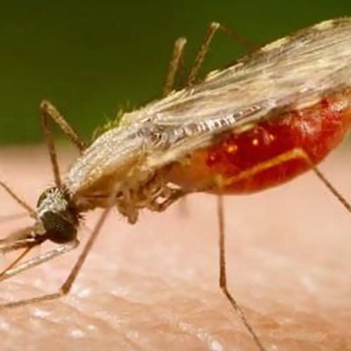 anopheles.portalbiologia.jpg