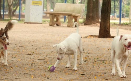 cachorros_no_parcao_praca_ayrton_senna_do_brasil_rvrsa_abr_2910212709.jpg