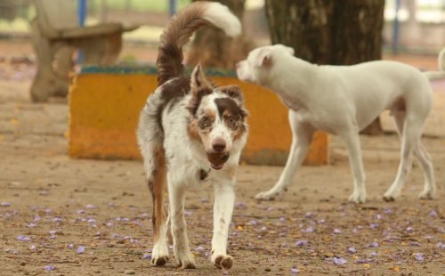 cachorros_no_parcao_praca_ayrton_senna_do_brasil_rvrsa_abr_2910212710.jpg