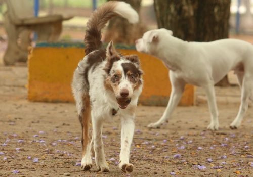cachorros_no_parcao_praca_ayrton_senna_do_brasil_rvrsa_abr_2910212710.jpg