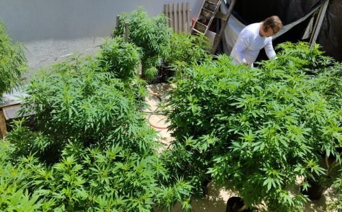 cannabis.jpg