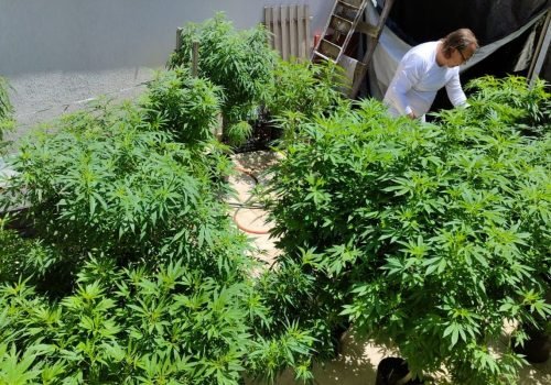 cannabis.jpg