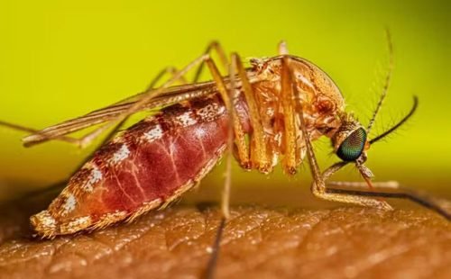 culex-quinquefasciatus-female-feeding-16-9.jpg
