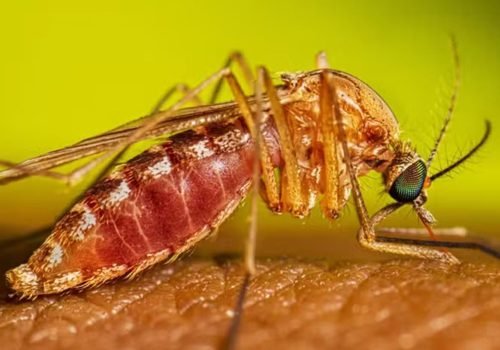 culex-quinquefasciatus-female-feeding-16-9.jpg