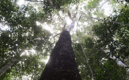 dsmatamento_na_amazonia_pa_moju_7855.jpg