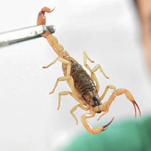escorpiao_02.jpg