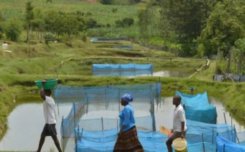 fao-fishing-tilapia1.jpg