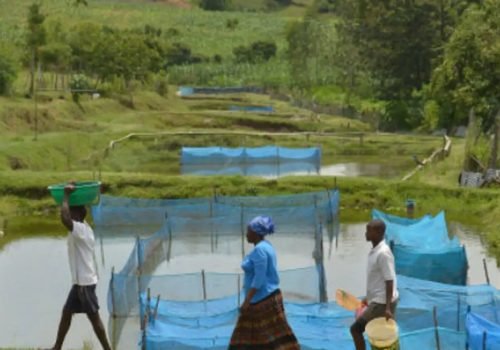fao-fishing-tilapia1.jpg